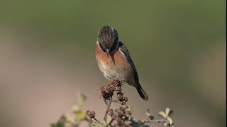 Taşkuşu European Stonechat - Zafer Kurnuç