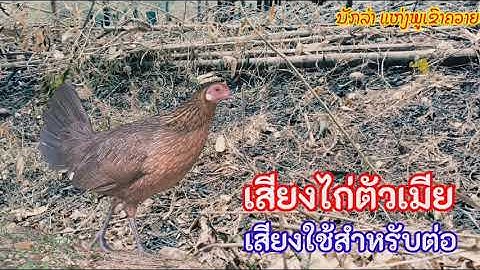 เสียงไก่ป่าตัวเมีย ใช้สำหรับต่อไก่ป่า | Suab Qaib Seev | Red junglfowl sound | ນັກລ່າ ແຫ່ງພູເຂົາຄວາຍ