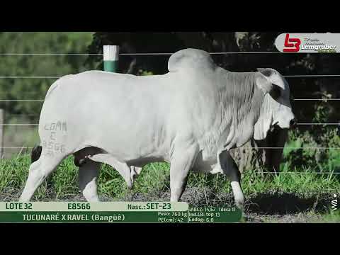 LOTE 32