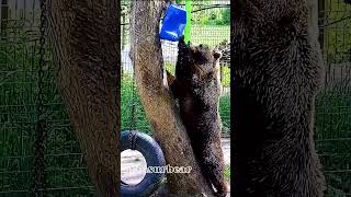 Эй, ты что там делаешь?🐻🤔