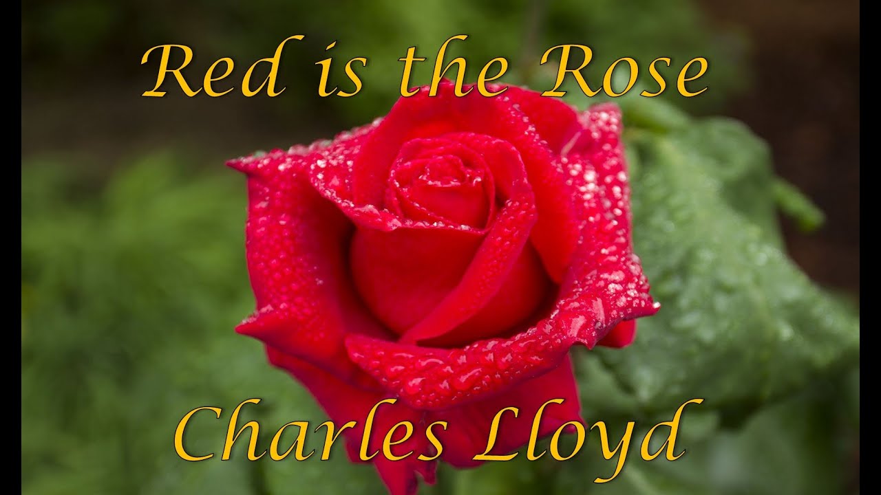 Red is the Rose YouTube