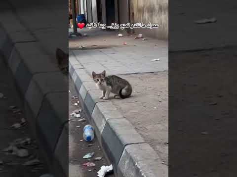 وفي السماء رزقكم وما توعدون #shortsadoptme #animals