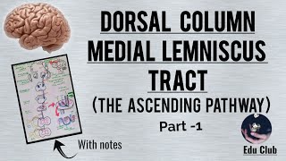 Dorsal column medial lemniscus tract - The Ascending pathway - Part - 1- With PG questions screenshot 4