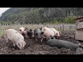 Farm Messnerhof - Free range pigs from South Tyrol