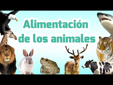 Clasificación de los animales por su alimentación | Carnívoros, herbívoros, omnívoros, insectívoros