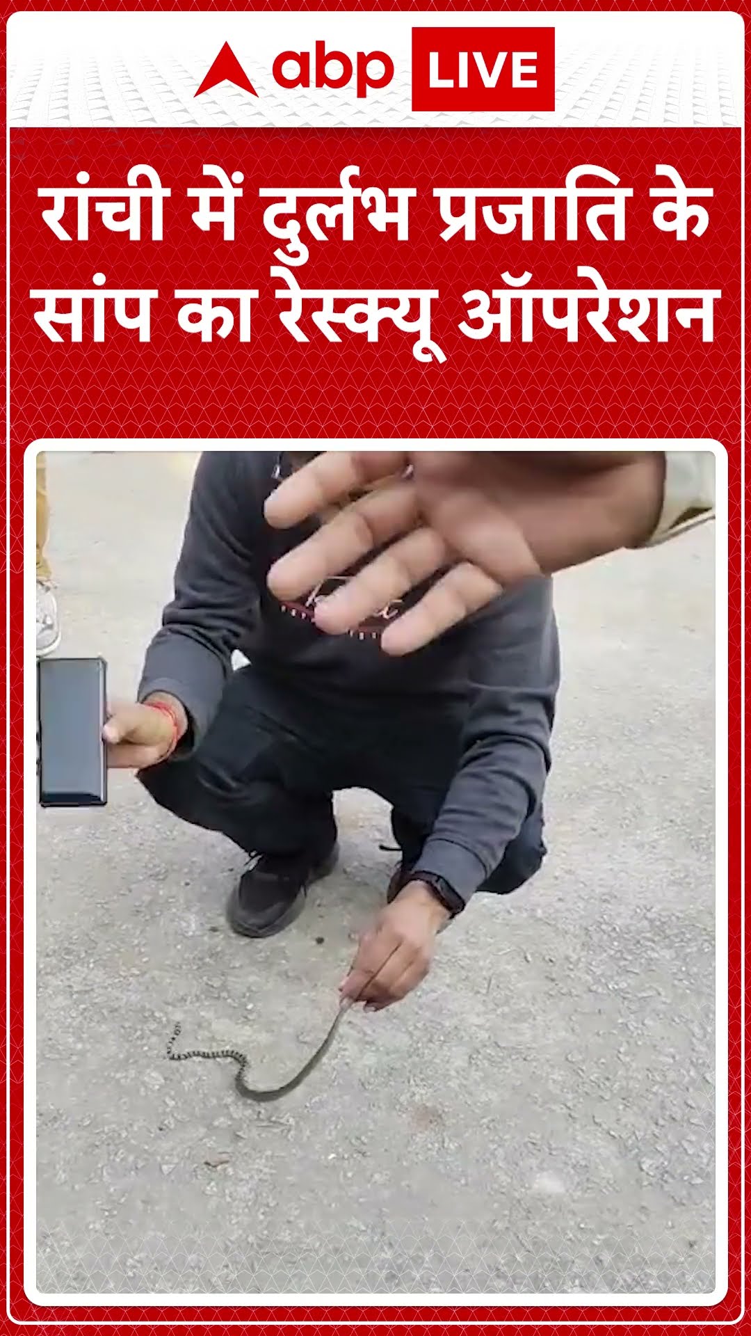 Ranchi में दुर्लभ प्रजाति के सांप का रेस्क्यू ऑपरेशन | ABP LIVE | SHORTS