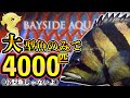 大型魚の聖地『大型魚のみで4000匹』巨大流通まさにアクア界の湾岸