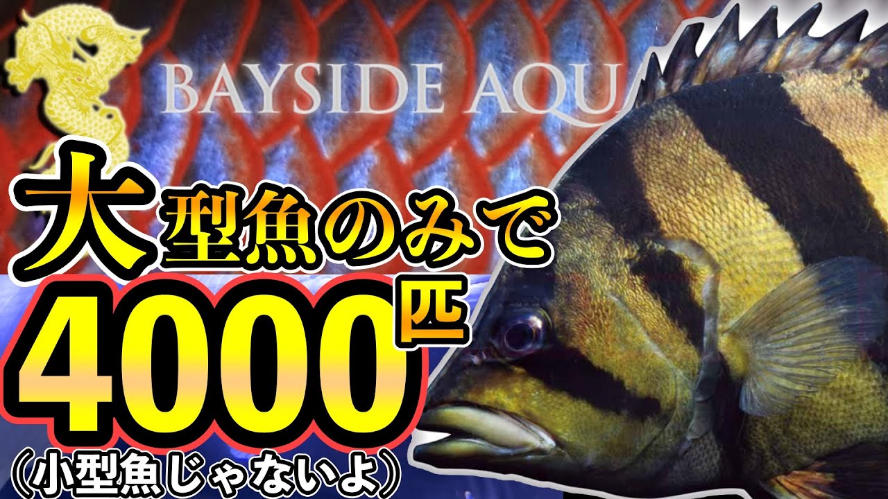 大型魚の聖地『大型魚のみで4000匹』巨大流通まさにアクア界の湾岸🌊『アクアリウムショップ訪問ベイサイドアクア』「シャムタイガー本ダトニオ」アリゲーターガーなど