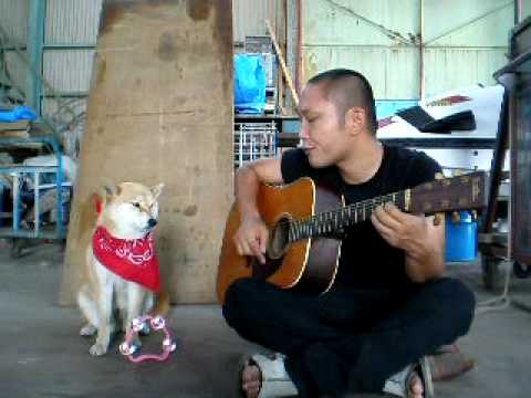 Russian song with Tambourine dog