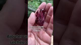 Recette Toloman À La Groseille Pays