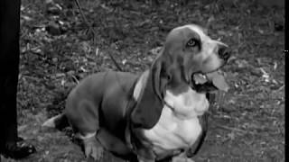 Petticoat Junction - Season 1, Episode 32 (1964) - Dog Days at Shady Rest