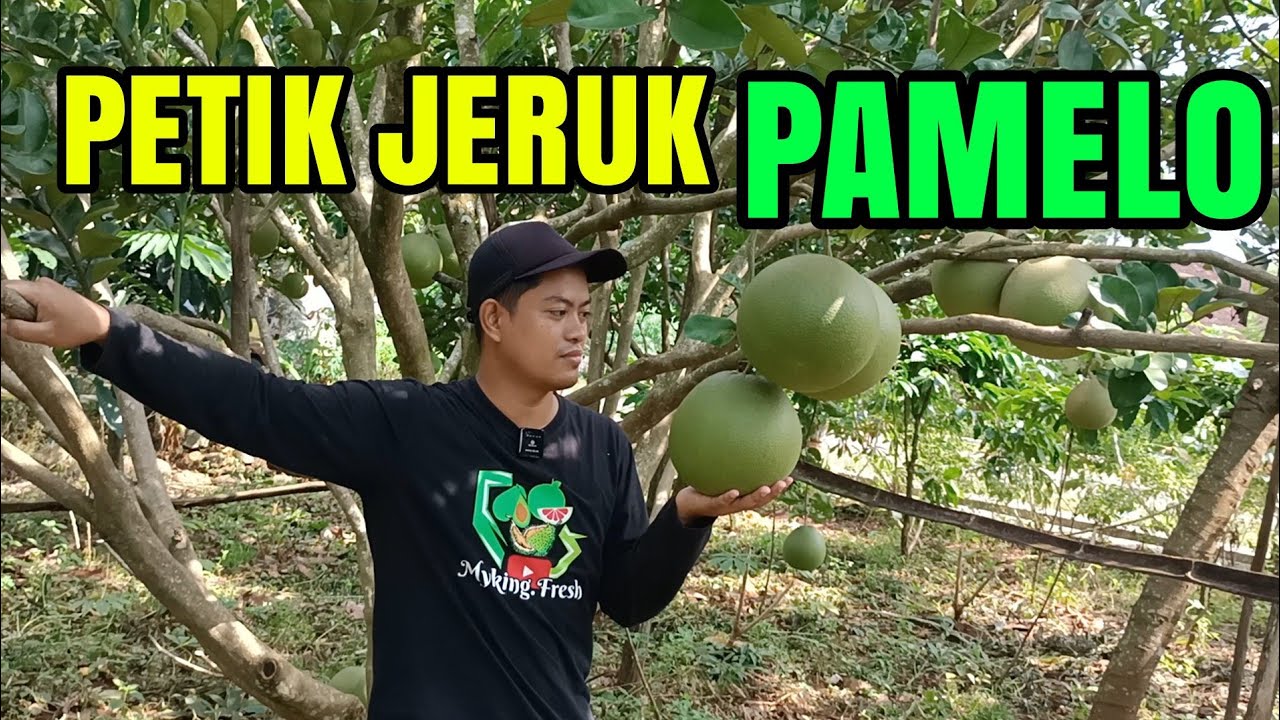 PETIK SENDIRI JERUK PAMELO MADU
