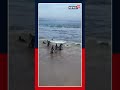 WATCH: Nine Magellanic Penguins Released In Chile After Rehabilitation | Global News | N18S