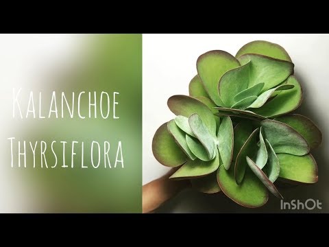 Vidéo: Comment faire pousser des plantes succulentes de marmorata : conseils pour l'entretien des plantes succulentes de marmorata