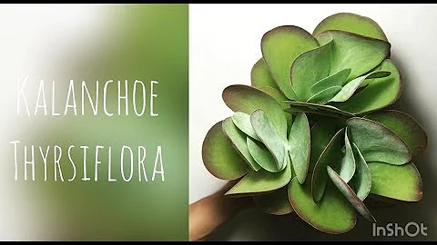 Comment faire repartir un Kalanchoe ?