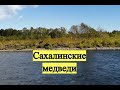 Сахалинские медведи