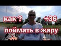 Как поймать в Жару ! Есть Приманки которые ЛОВЯТ! Жара и супер приманка на Окуня. Рыбалка спиннинг