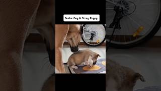 Stray Puppy Meets Senior Dog for the First Time🐶#rescuepuppy #puppylove  #puppyofinstagram #doglover