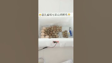 DIY   HOMEMADE INCUBATOR  HOW TO MAKE AN EGG INCUBATOR  HATCHING CHICKEN EGGS # 59