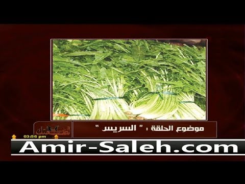 فوائد الشيكوريا أو السريس أو الهندباء البرية الدكتور أمير صالح خمسة لصحتك