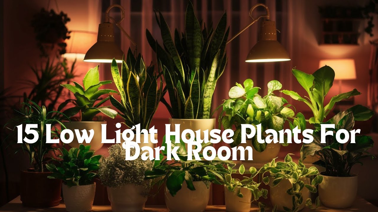 15 Low Light House Plants For Dark Rooms //Abir STA YouTube