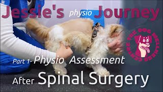 First Physiotherapy Assessment After Surgery by The Dog Wellness Centre 320 views 1 year ago 2 minutes, 7 seconds