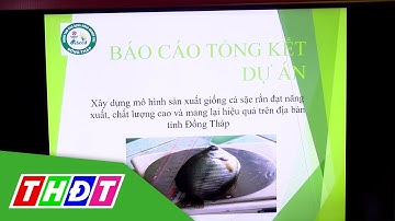 Sản xuất giống cá sặc rằn bằng phương pháp lai xa | THDT