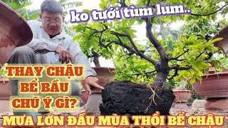 Mưa lớn đầu mùa thổi vỡ chậu nguy cơ bể bầu lưu ý gì khi thay chậu để mai khoẻ vườn mai vàng Út Đực