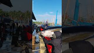 CÁ NGỪ ĐẠI DƯƠNG CẬP BẾN CẢNG CÁ TAM QUAN - BÌNH ĐỊNH #xuhuongyoutube #dulich #cángừđạidương #cá