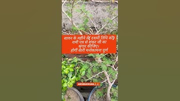 श्रावण के महीने में (दशमी तिथि को) शमी पत्र से शंकर जी का श्रंगार|पंडित प्रदीप मिश्रा जी