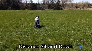 Full Board & Train Program - Kooper, Australian Shepherd News