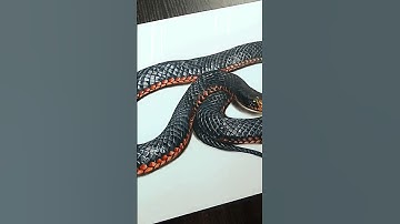 Unbelievable 3D Snake Drawing 🐍 | Hyperrealistic Art! #shorts#drawing #3dart