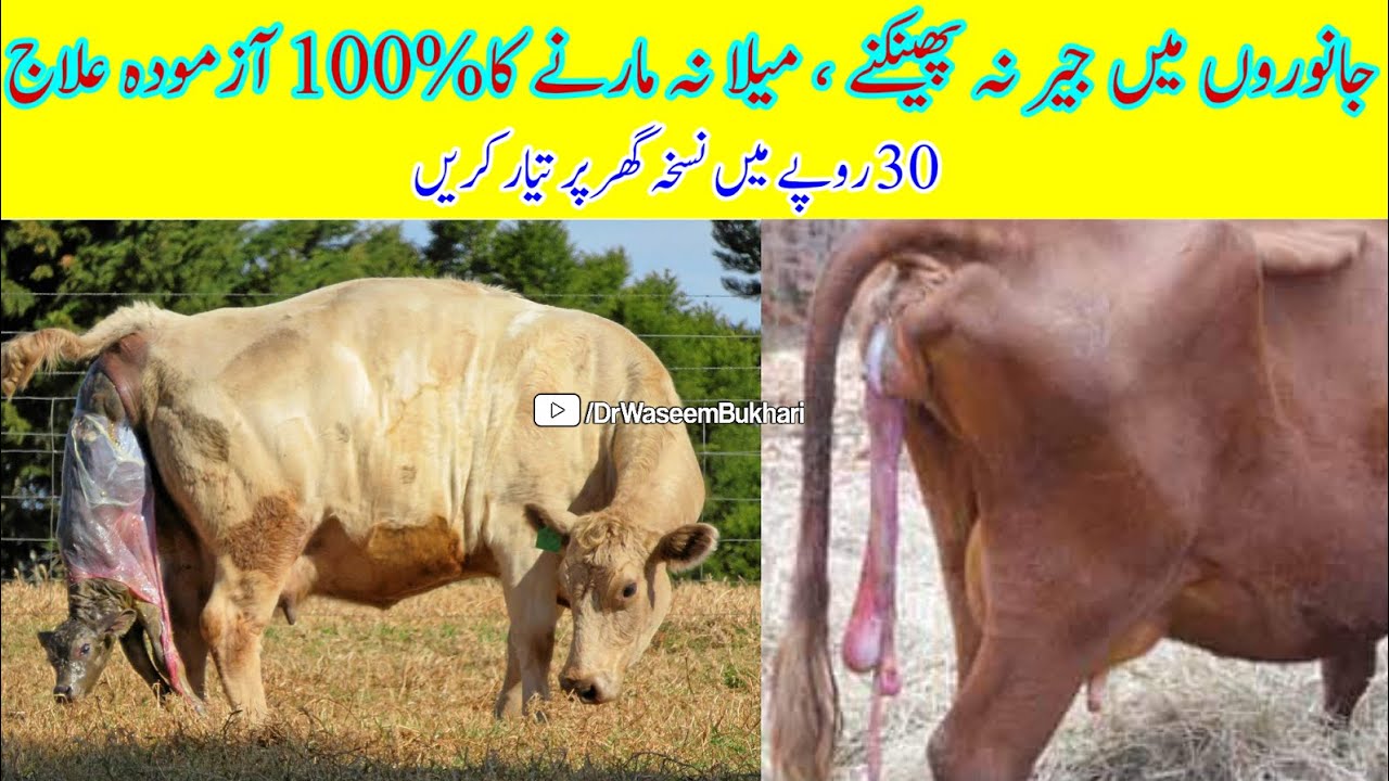 How To Remove Cow Buffalo Placenta Homemade Methods Jair Retention Of how-to-remove-cow-buffalo-placenta-homemade-methods-jair-retention-of