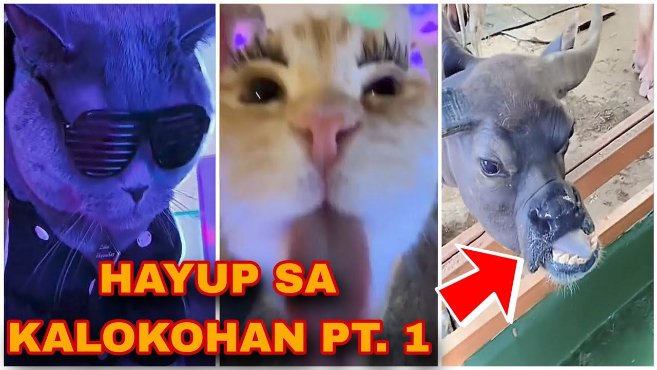 Hayup Sa Kalokohan[Pinoy Animal Funny Videos Compilations]# ...