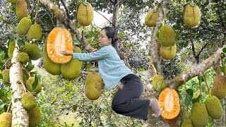 Harvest Jackfruit, How to cook jackfruit, live with nature