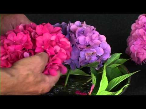 Video: Hoe Hortensia Te Voeren? Bemest Hortensia's In Het Voorjaar En De Zomer Voor Een Weelderige Bloei In De Tuin. Topdressing Met Citroenzuur En Kefir