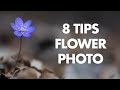 My 8 Best Tips for Flower Photography