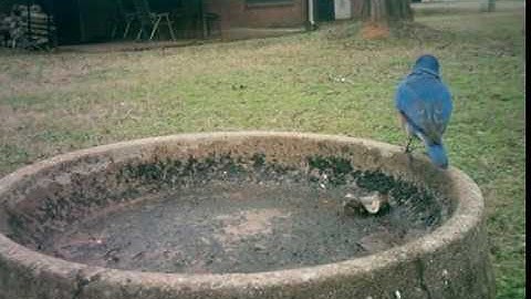 Bluebirds at the drying birdbath