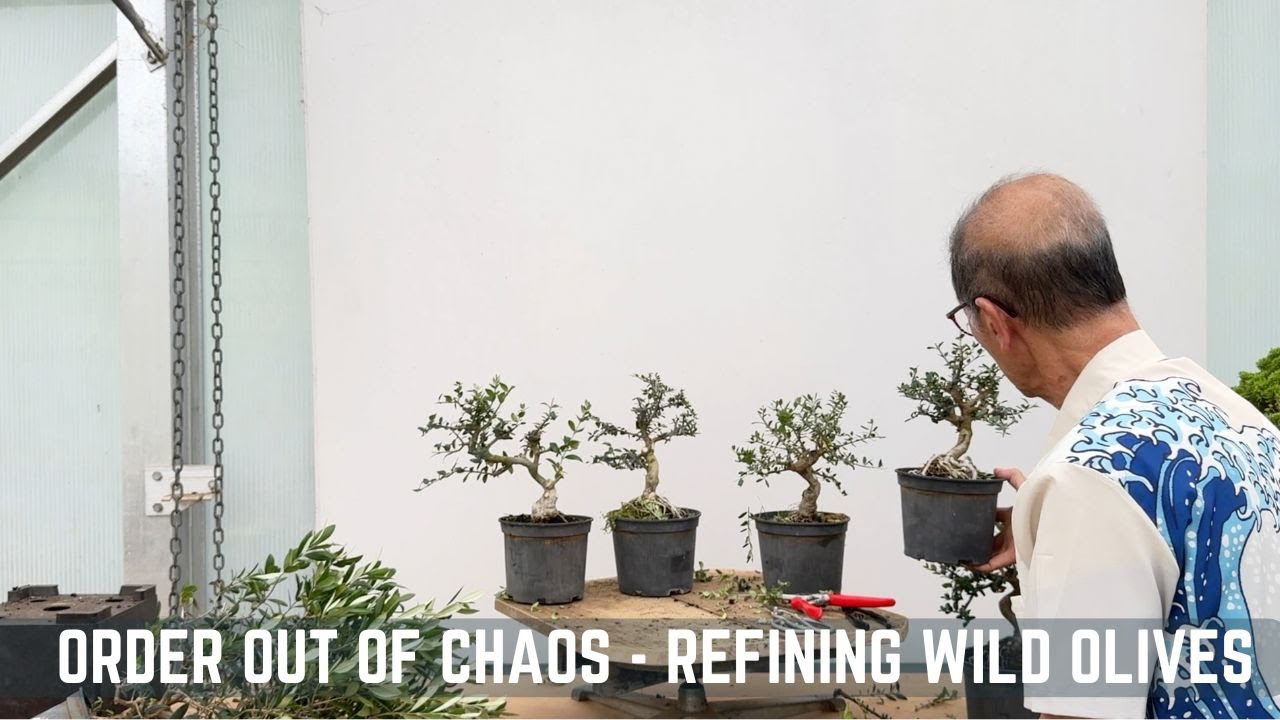 Order out of Chaos - Refining some Wild Olives