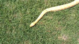 8ft Albino Burmese Python outside