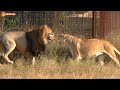 Какие СТРАСТИ! Какое ТАНГО! Влюбленный ЛЕВ - ГРОЗА саванны! Тайган Filming lions by drone DJI Mini 2