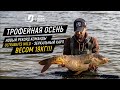 ТРОФЕЙНАЯ ОСЕНЬ. Новый рекорд команды Ultrabaits Wild - зеркальный карп весом 19кг!!!