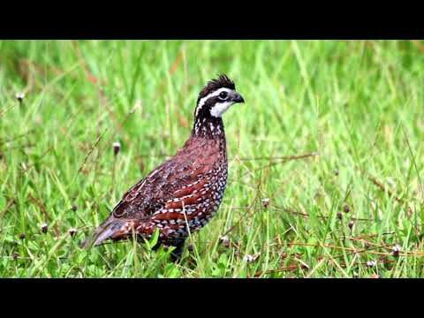 Video: Kondisi Tumbuh Jeruk Osage: Perawatan Pohon Jeruk Osage