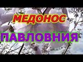 МЕДОНОС ПАВЛОВНИЯ. Высаживаю на пасеке.