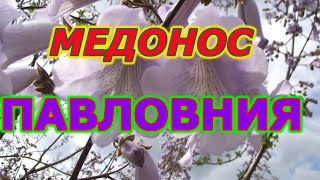 МЕДОНОС ПАВЛОВНИЯ. Высаживаю на пасеке.