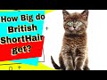 British Shorthair Cats - How Big do British Shorthair Get? の動画、YouTube動画。