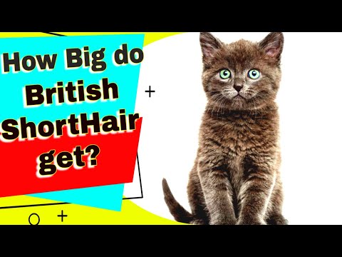 Video: British Shorthair Cat Breed Hypoallergenic, Kesehatan Dan Umur