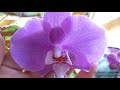 Орхидеи #цветение 😁на балконе! Персефона раскрывается! 👍😊✌️