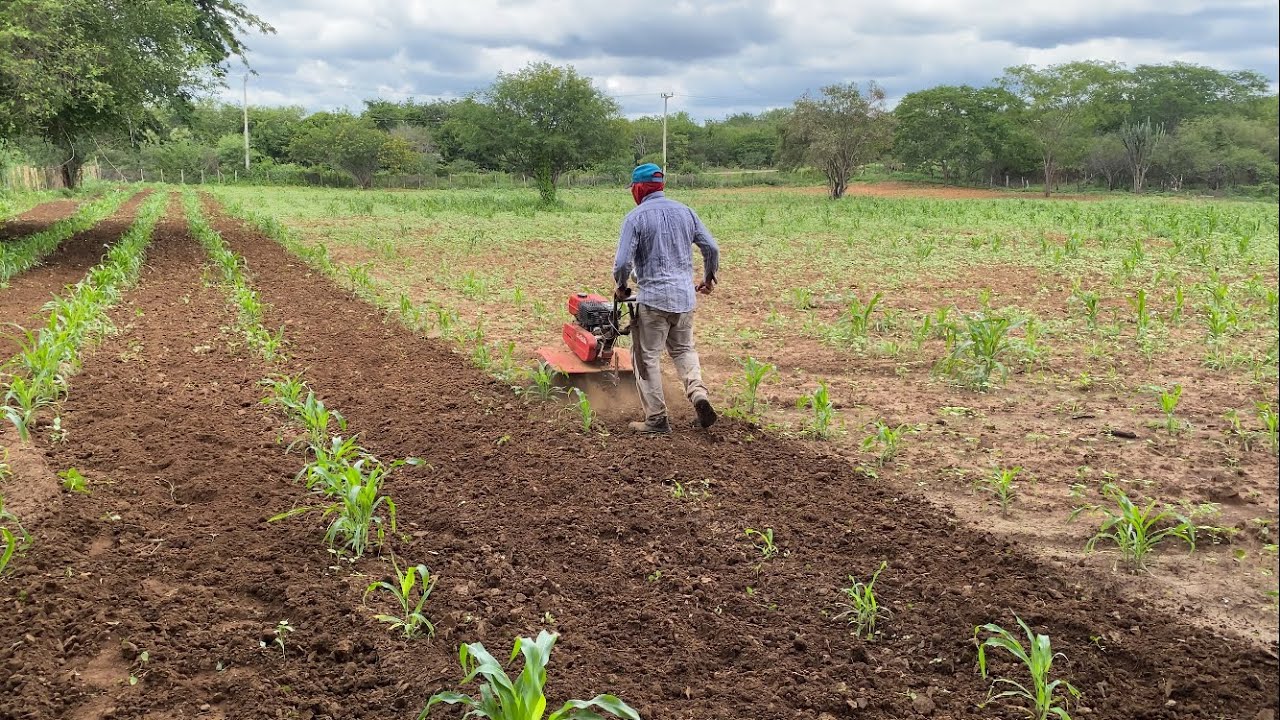 CAPINANDO 1 HECTARE DE MILHO COM O TRATORITO BRANCO 6.5 CV