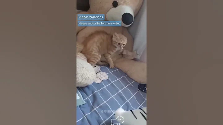 Video 7775171: cats catlover dog, cats catlover cute, cats dogs clean, laugh cats dogs, funny cats dogs, cat sound funny, kitty